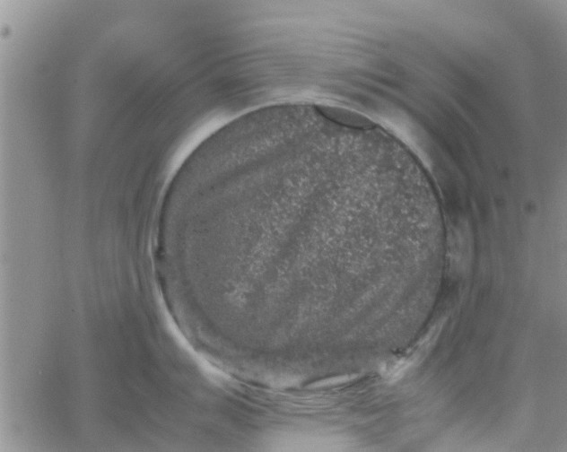 X0000065981007200603172110