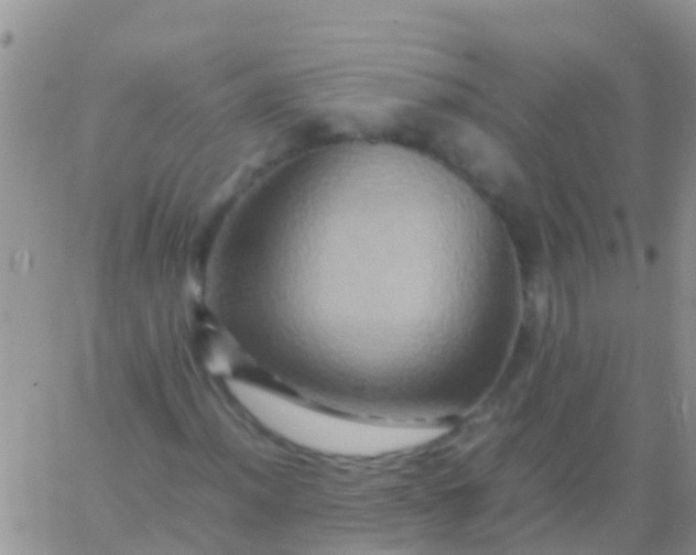 X0000065981012200603172109