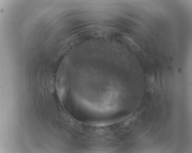 X0000065981013200603172109