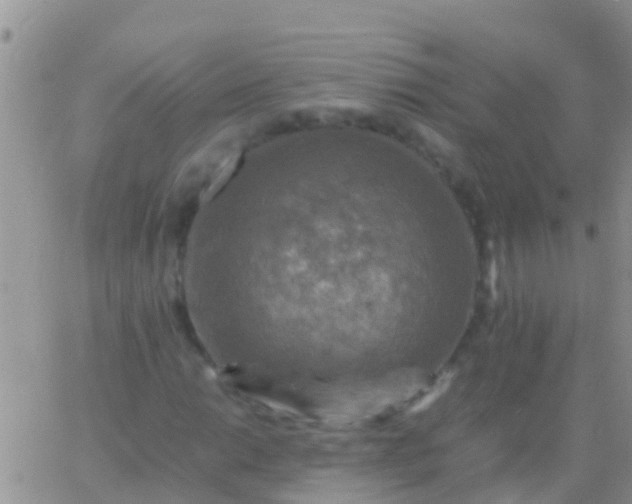 X0000065981014200603172110