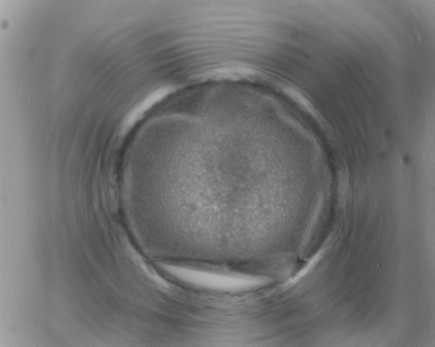 X0000065981018200603172110