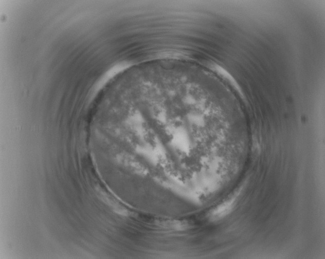 X0000065981019200603172110