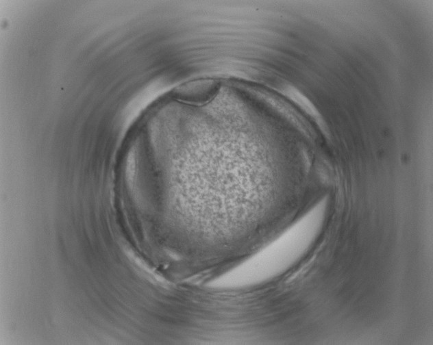 X0000065981020200603172110