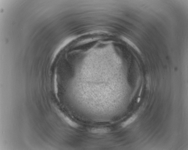 X0000065981021200603172110