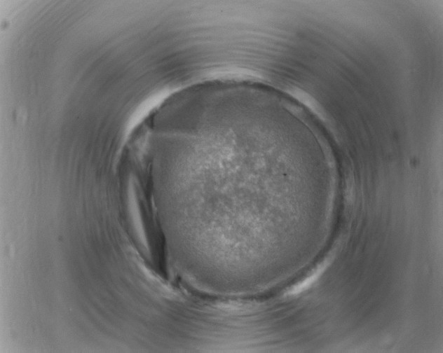 X0000065981022200603172110