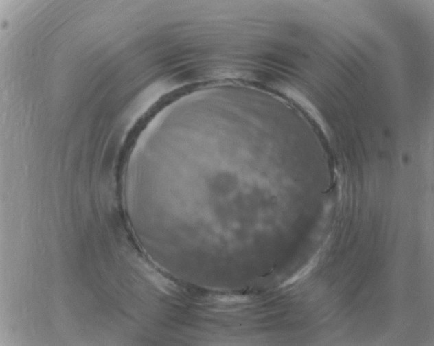 X0000065981023200603172110