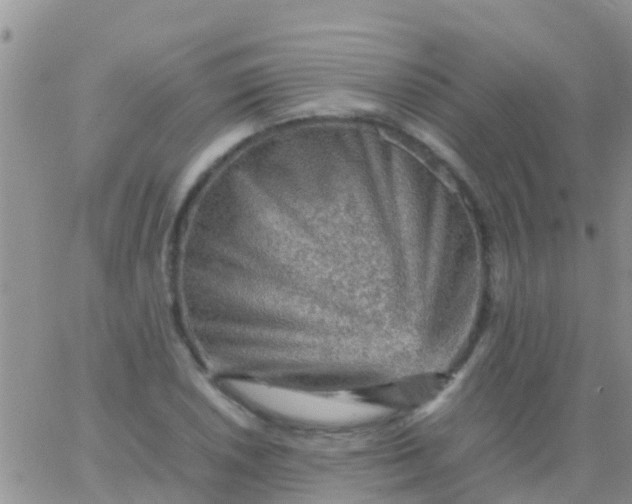 X0000065981026200603172110