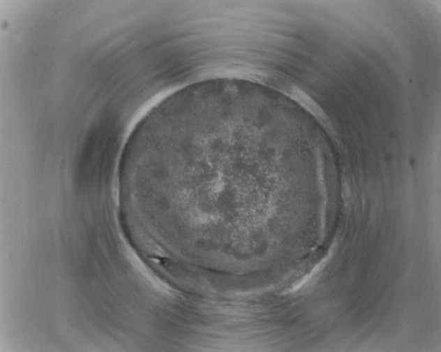 X0000065981028200603172110