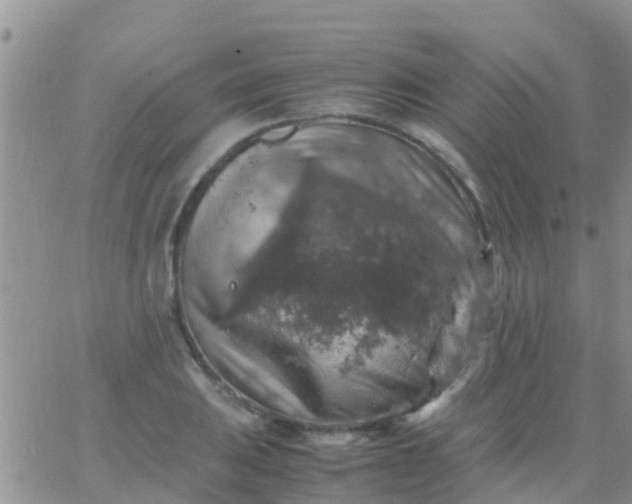 X0000065981031200603172110