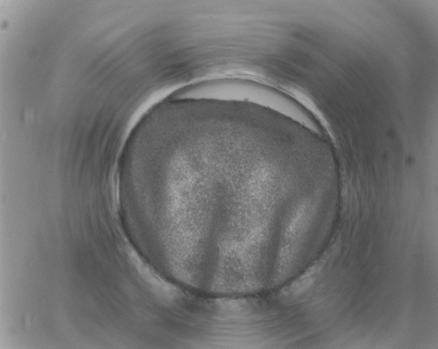 X0000065981032200603172110