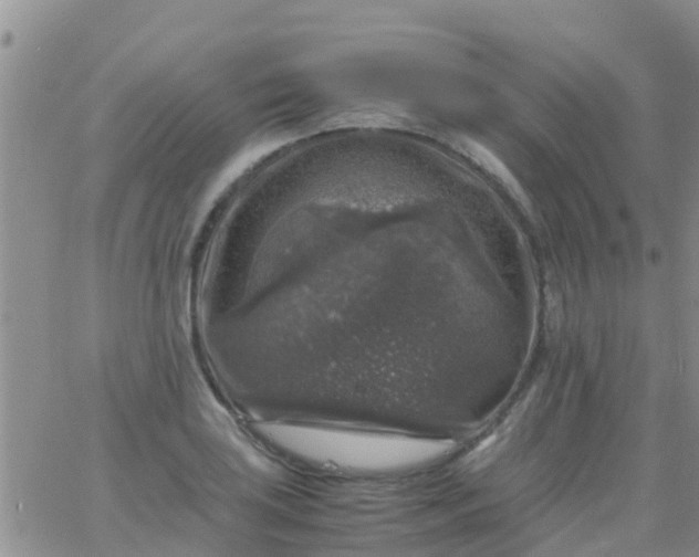 X0000065981035200603172110