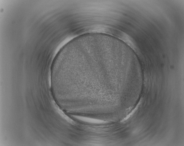 X0000065981036200603172110