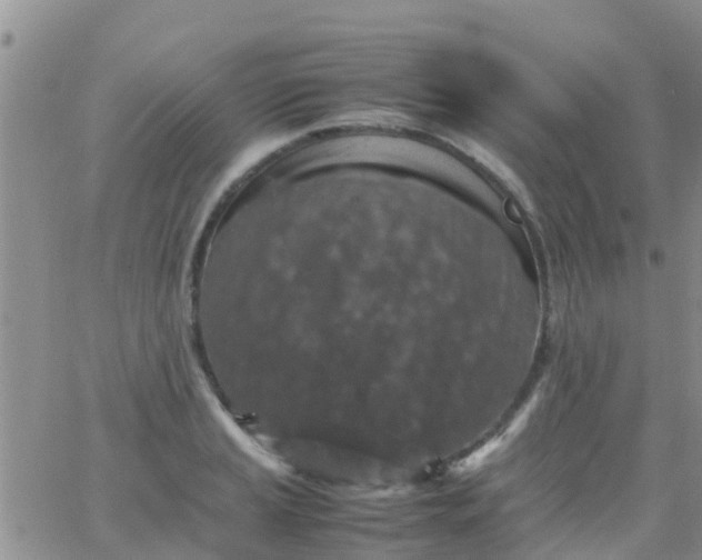 X0000065981037200603172110