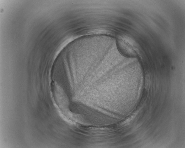 X0000065981039200603172110