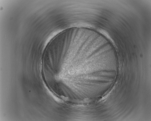 X0000065981040200603172110