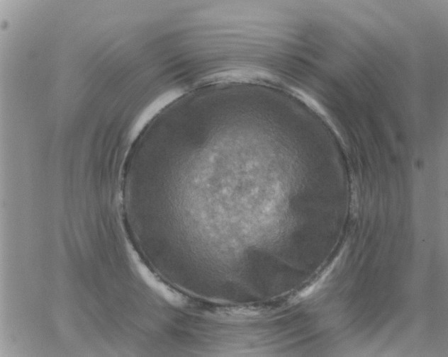 X0000065981042200603172110