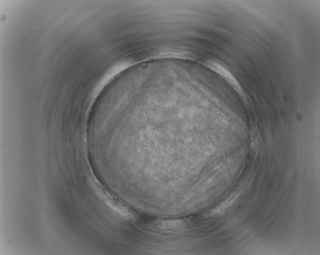 X0000065981043200603172110