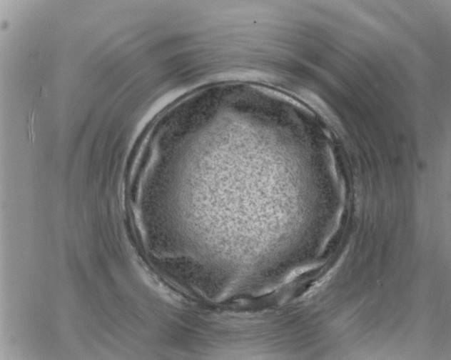 X0000065981044200603172110