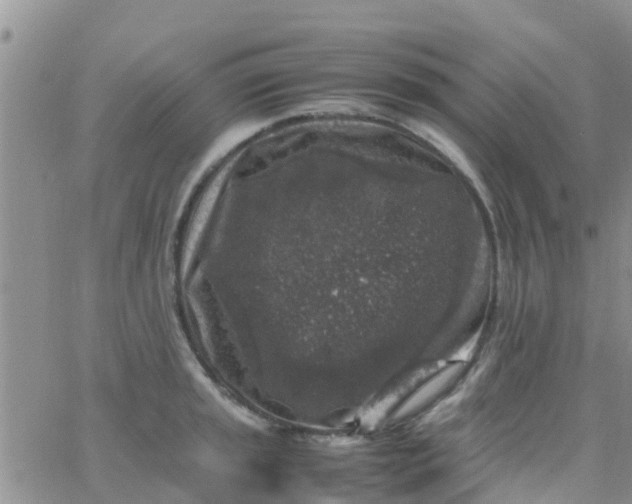 X0000065981045200603172110