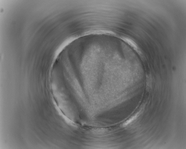 X0000065981046200603172110