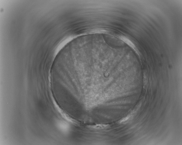 X0000065981047200603172110