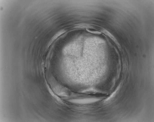 X0000065981049200603172110