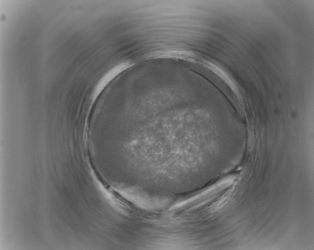 X0000065981050200603172110