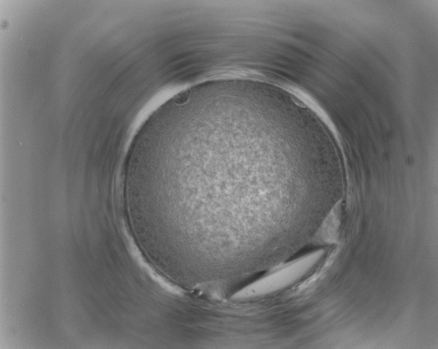 X0000065981053200603172110