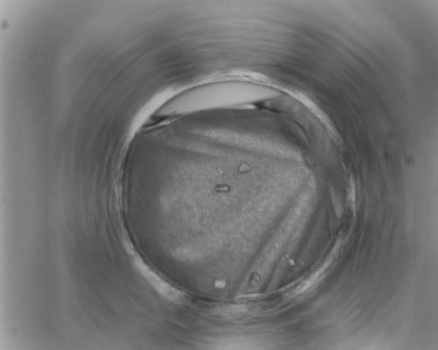 X0000065981054200603172110