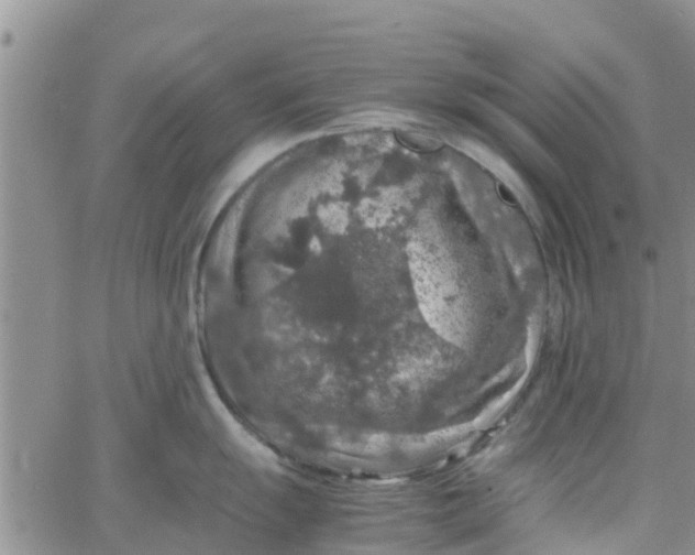 X0000065981055200603172110