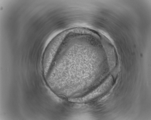 X0000065981056200603172110