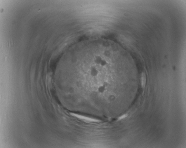 X0000065981059200603172109