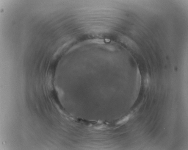 X0000065981060200603172109