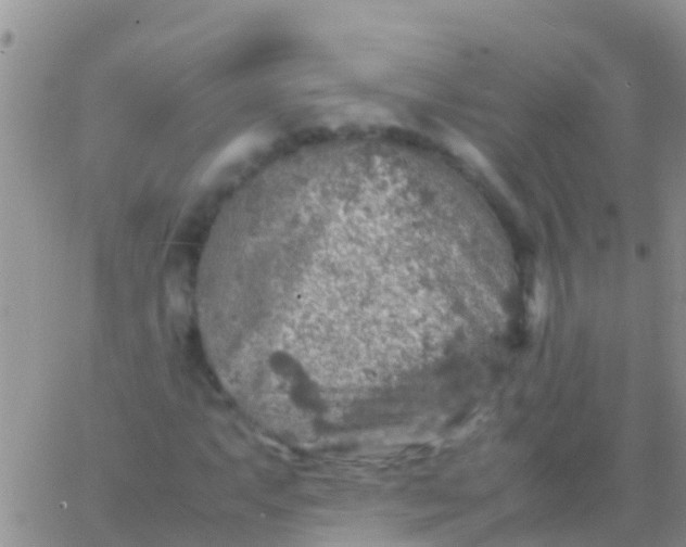 X0000065981063200603172109