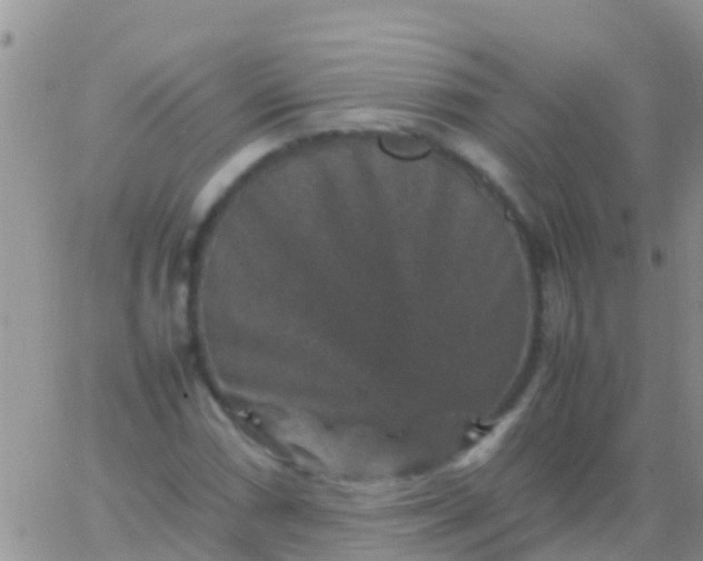 X0000065981066200603172109