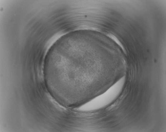 X0000065981068200603172109