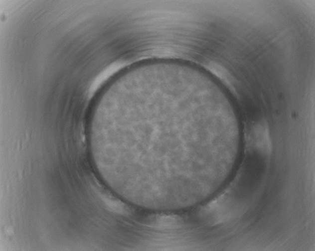 X0000065981070200603172109