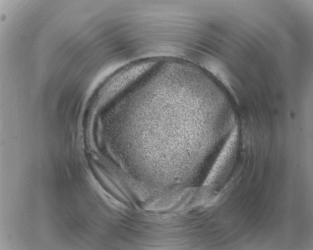 X0000065981072200603172109