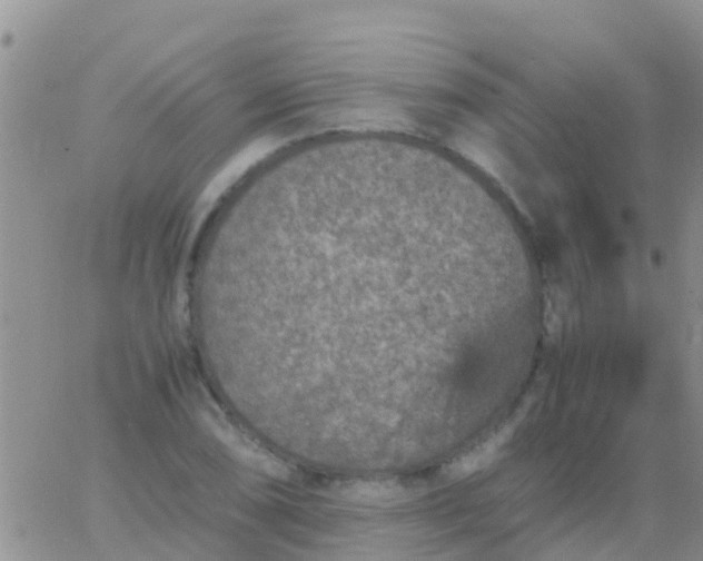 X0000065981074200603172109