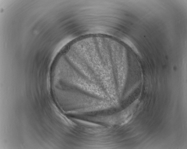 X0000065981076200603172109