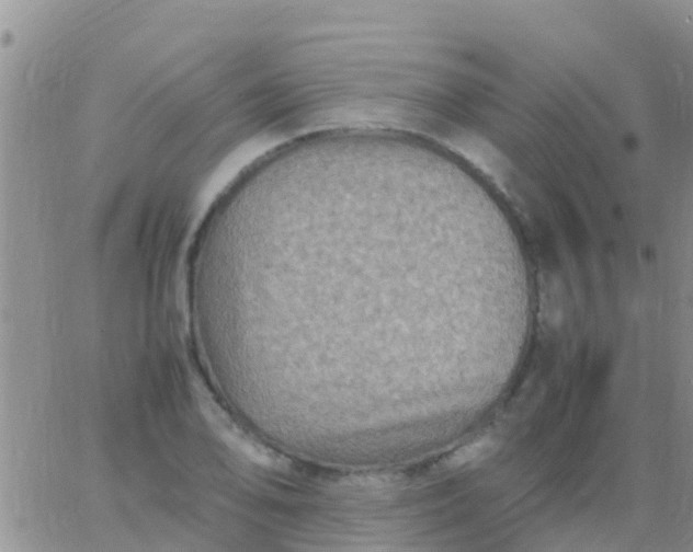 X0000065981078200603172109