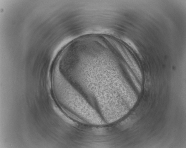 X0000065981080200603172109