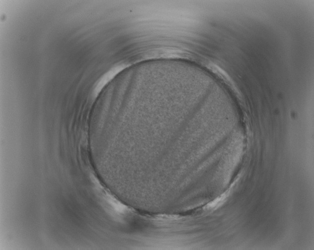 X0000065981081200603172109