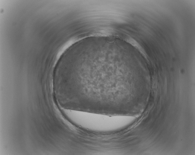 X0000065981083200603172109