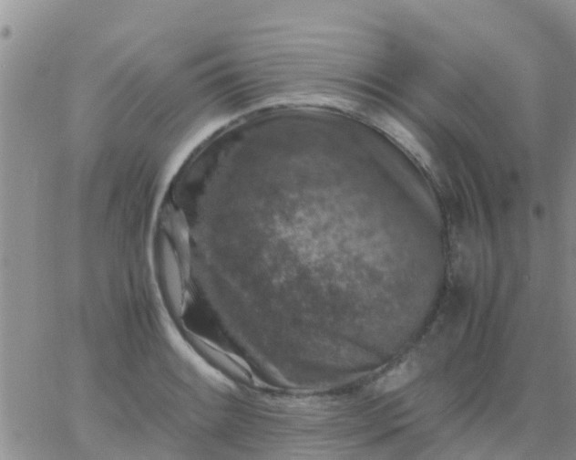 X0000065981084200603172109