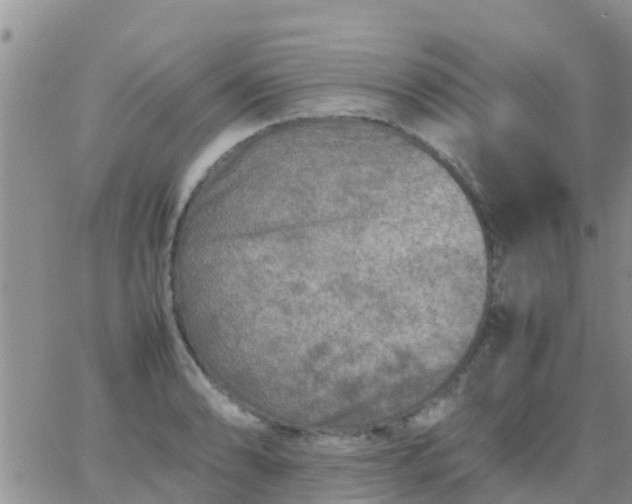 X0000065981086200603172109