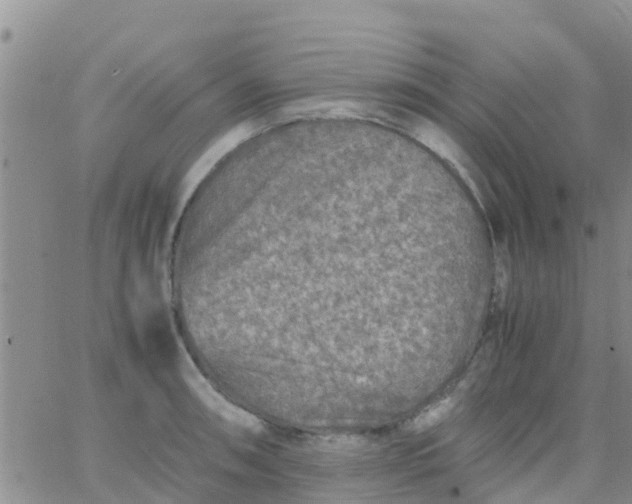 X0000065981090200603172109