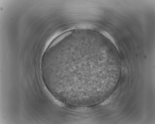 X0000065981091200603172109