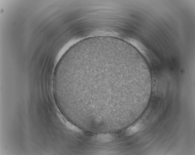 X0000065981094200603172109