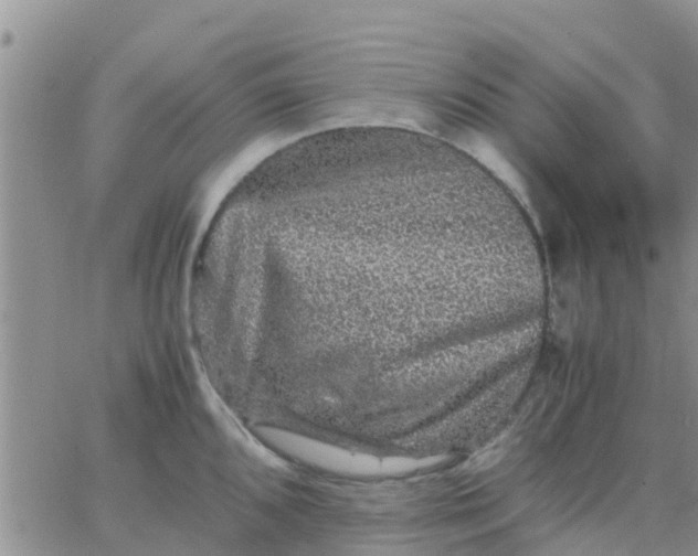 X0000065981096200603172109